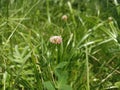 Trifolium repens, theÂ white clover (also known asÂ Dutch clover,Â Ladino clover, orÂ Ladino)